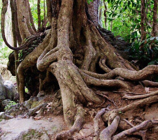 tree-branches-ground_1308-41444